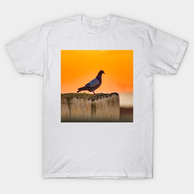 Pigeon bird over building during sunset T-Shirt by Choulous79